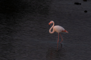Flamenc ( Phoenicopterus ruber)