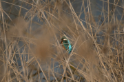 Blauet ( Alcedo atthis ) ( El primer avistament del Blauet )