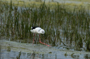 Cames llargues (Himantopus himantopus)