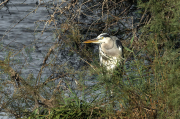 Bernat pescaire ( Ardea cinerea )