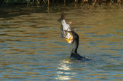 Corb marí ( Phalacrocorax carbon )