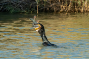 Corb marí ( Phalacrocorax carbon )