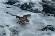 Baldriga balear (Puffinus mauretanicus) ?