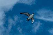 Baldriga balear (Puffinus mauretanicus)
