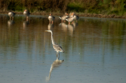 Bernat pescaire ( Ardea cinerea )