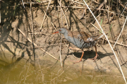 Rascló (Rallus aquaticus)