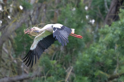 Cigonya ( Ciconia ciconia )