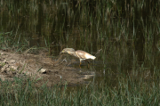 Martinet ros (Ardeola ralloides)