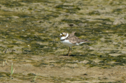 Corriol petit (Charadrius dubius)