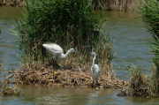 Martinet blanc (Egretta garzetta)