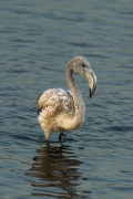 Flamenc ( Phoenicopterus ruber)