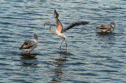 Flamencs ( Phoenicopterus ruber)