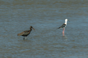 Capó reial ( Plegadis falcinellus )