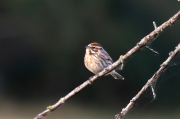 Repicatalons (Emberiza schoeniclus)