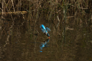 Blauet ( Alcedo atthis )