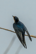 Oreneta vulgar ( Hirundo rustica )