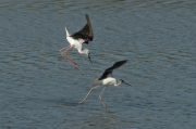 Cames llargues (Himantopus himantopus)