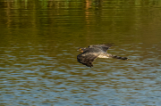 Astor (Accipiter gentilis)