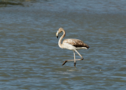 Flamenc ( Phoenicopterus ruber)