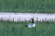 Oca de galta blanca (Branta leucopsis) 2d2