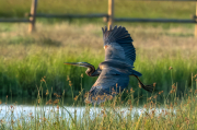 Agró roig ( Ardea purpurea )