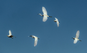 Martinet blanc (Egretta garzetta),Esplugabous (Bubulcus ibis)