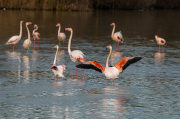 Flamenc ( Phoenicopterus ruber)