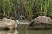 Bernat pescaire ( Ardea cinerea )