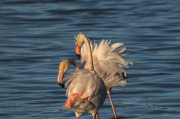 Flamenc ( Phoenicopterus ruber)