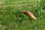 Martinet ros ( Ardeola ralloides )  Recordant les aus de quan hi havia aigua.