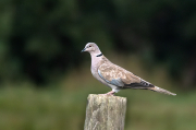 Tórtora turca (Streptopelia decaocto)