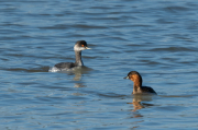 Cabussó coll-negre (Podiceps nigricollis) i Cabusset (Tachybaptus ruficollis)