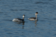 Cabussó coll-negre (Podiceps nigricollis)