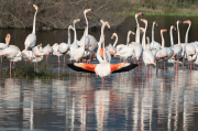 Flamenc ( Phoenicopterus ruber)