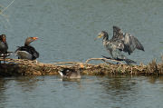 Corb marí ( Phalacrocorax carbon )