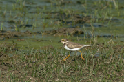 Corriol petit (Charadrius dubius)