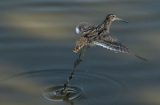 Becadell comú (Gallinago gallinago)