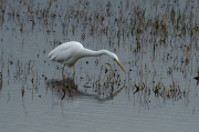 Agró blanc ( Ardea alba )