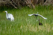 Agró blanc ( Ardea alba ),Martinet blanc (Egretta garzetta),Capó reial ( Plegadis falcinellus )