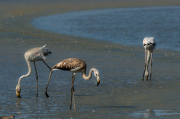Flamencs ( Phoenicopterus ruber)
