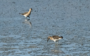 Batallaire (Philomachus pugnax)