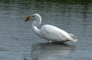 Agró blanc ( Ardea alba )
