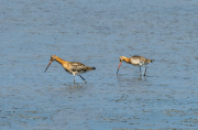 Tètol cuanegre (Limosa limosa)