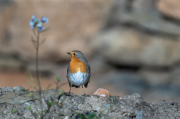 Pit roig (Erithacus rubecola)