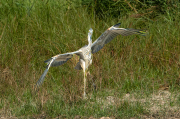 Bernat pescaire ( Ardea cinerea )