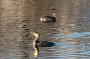 Corb marí ( Phalacrocorax carbon )