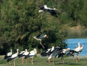 Cigonyes ( Ciconia ciconia )