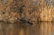 Corb marí ( Phalacrocorax carbon )