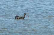 Capó reial ( Plegadis falcinellus )