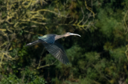 Capó reial ( Plegadis falcinellus )